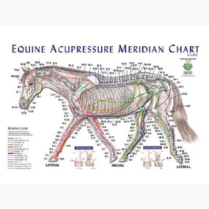 Equine acupressure meridian chart | Acupressure points chart