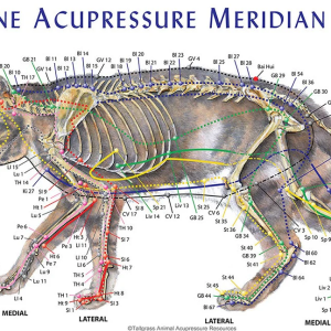 Feline Meridian Acupoint Chart – 11 x 17 inches