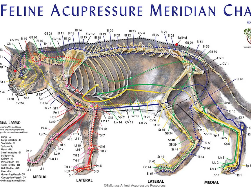 Feline Meridian Acupoint Chart – 11 x 17 inches