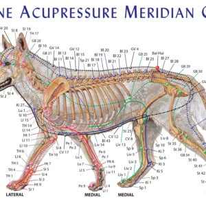 Dog Meridian Chart – 8.5 x 11 inch