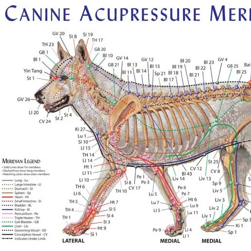 Canine Meridian Acupoint Chart – 11 x 17 inches