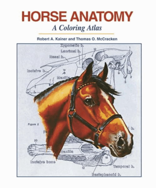 Horse Anatomy: A Coloring Atlas Spiral-bound – January 1, 1998 by Robert A Kainer (Author), Thomas O McCracken (Author)