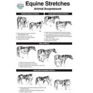 Equine stretch poster | Horse Stretch Poster